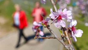 Ein Baum gegen das Vergessen