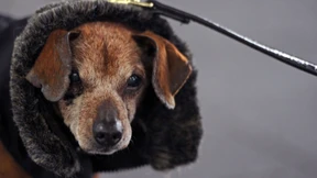 Pelz verliert den Makel