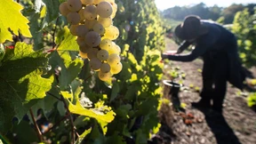 Riesling für Supermarktregale