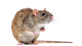 Es wuselt im Untergrund