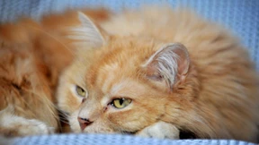 Kalorienzählen für Katzen