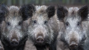 Wie Ebola für den Menschen