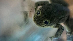 Dramatische Rettungsaktion für seltene Frösche