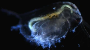 Wie der Motor des Klimawandels an der Nahrungsschraube dreht