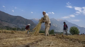 Indien verbietet den Export von Reis