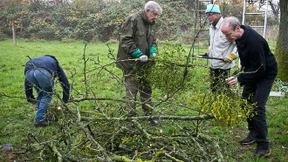 Kampf der Mistel im Apfelbaum