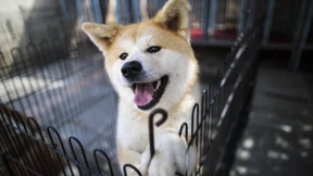 Japanische Akitas verzücken Hundeliebhaber in aller Welt