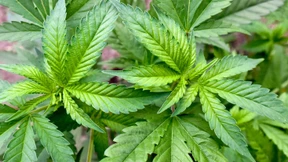 Polizei entdeckt Drogenplantage