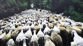 Abkehr von der Herde