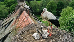 Störche bilden in Deutschland immer öfter Kolonien