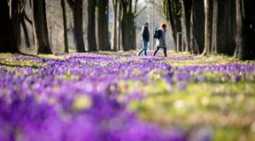Frühlingshafte Temperaturen und Pollenflug