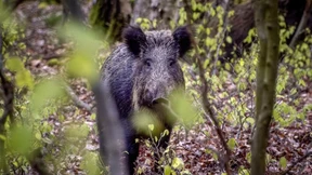 Erstmals Afrikanische Schweinepest in NRW nachgewiesen