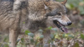 Hessisches Wolfspaar lebt im Rheingau