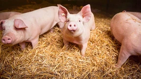 Schwein sein dürfen