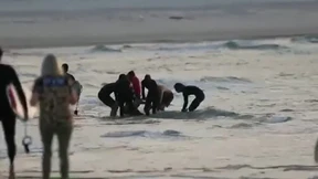 Surfer nach Hai-Attacke gestorben