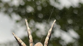 Nosferatu-Spinne inzwischen bundesweit verbreitet