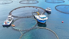 Hoffnungszeichen für Weltfischbestände