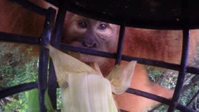 Zurück in den Dschungel