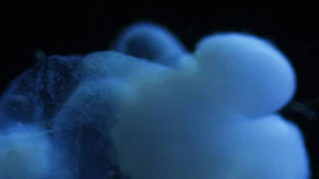 Das Gehirn wächst, aber wo bleibt die Intelligenz?