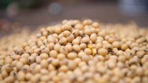 Kauft China bereits kein Soja mehr aus Amerika?