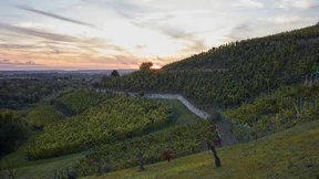 Wein ist mein ganzes Herz