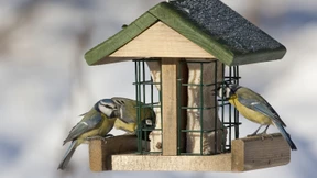 Das Vogelhäuschen noch nicht auspacken