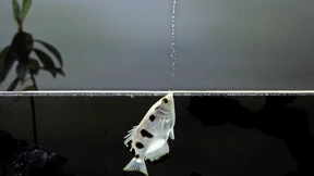 Mit einem Wasserstrahl auf Fliegenjagd