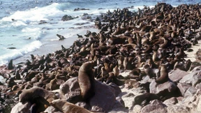 Namibia lässt 86.000 Robben keulen