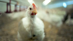 Ein Huhn kommt selten allein