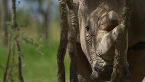 Nashörner aus der Retorte