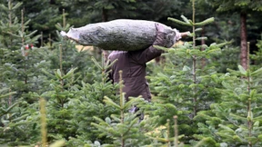 Einsichtiger Dieb bringt Weihnachtsbaum zurück