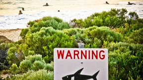 Mehr tödliche Haiangriffe in Australien