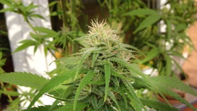 Plantage mit 1500 Cannabis-Pflanzen im Keller