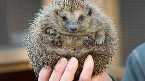 Mit Katzenfutter durch den Winter