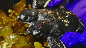 Zweiköpfige Babyschildkröte in Malaysia entdeckt