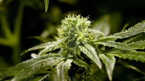 Ermittlungen gegen Rapperin nach Drogenfund am Flughafen