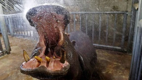 Zahnpflege im Großformat