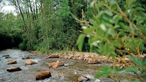 Was die Fische in der Nidda von der S-Bahn haben