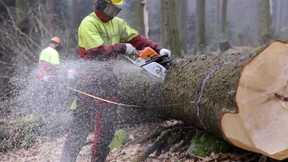 Bretterbude klingt doch gut