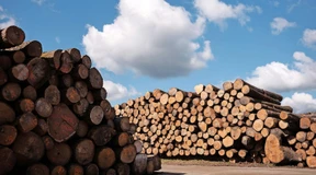 Österreichs Holzbranche in der Talsohle