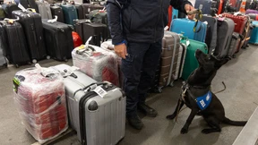 Die Suche nach Drogen ist für Hunde ein Spiel