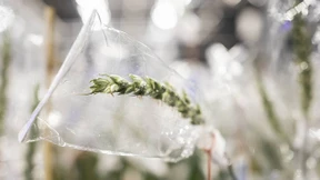 Der Wunderweizen von Einbeck