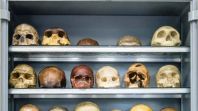 Die DNA ist interessanter als der Schädel