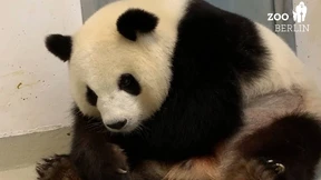 Doppeltes Panda-Glück