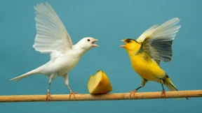 „Wieso hat der mehr auf dem Teller als ich?!“