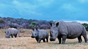 „Die schlechte Nachricht: Wir verlieren den Kampf gegen Wilderei“