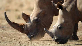 Nashorn-Schmuggler darf Gefängnis vorzeitig verlassen