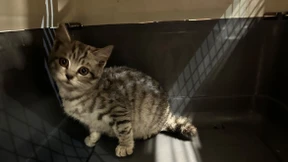 Feuerwehr befreit Katze aus dem Motorraum ihres Autos – gleich zweimal