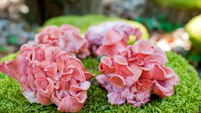 Schmackhafte Pattys aus Pilz-Myzel