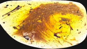 Konservierter Dino-Schwanz entdeckt